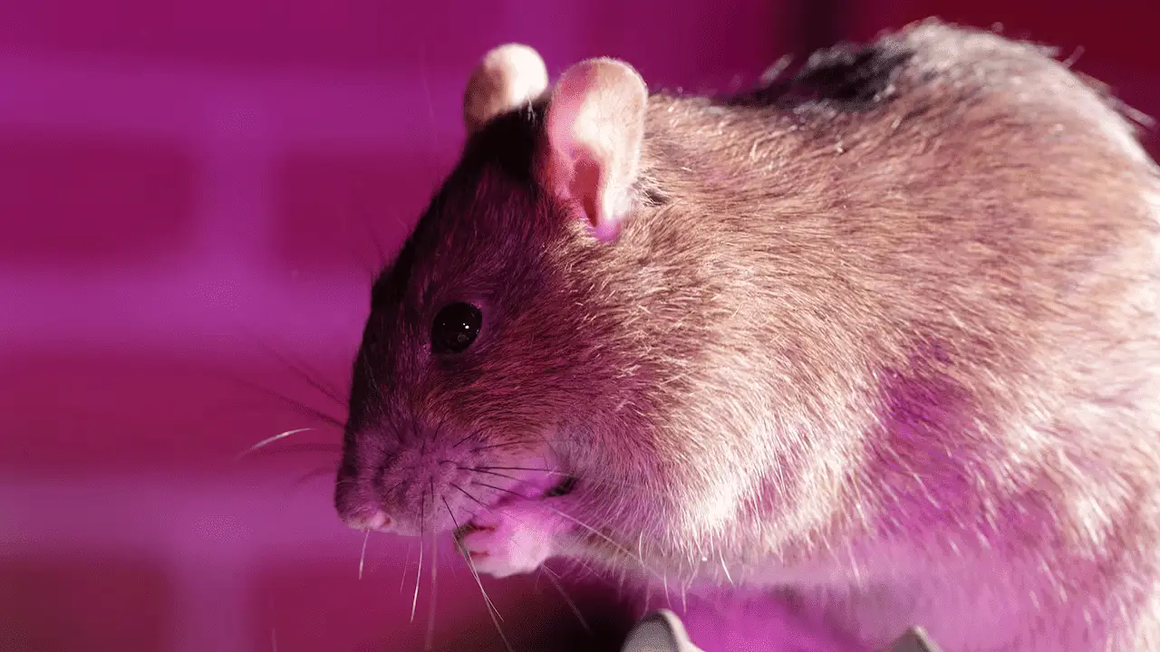 Een ratje dat zich wast