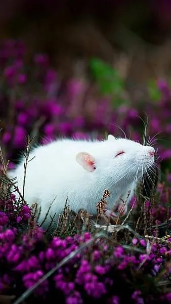 Een wit ratje tussen paarse bloemen